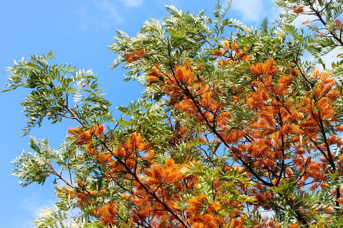 35 SILKY OAK TREE Orange Flower Southern Silver Oak Grevillea Robusta Seeds