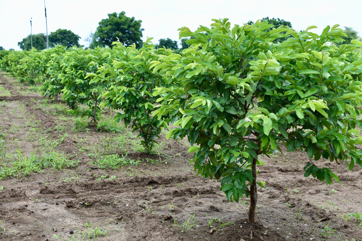 20 GUAVA FRUIT Tree Shrub Psidium Guajava White Flowers Fruit Seeds
