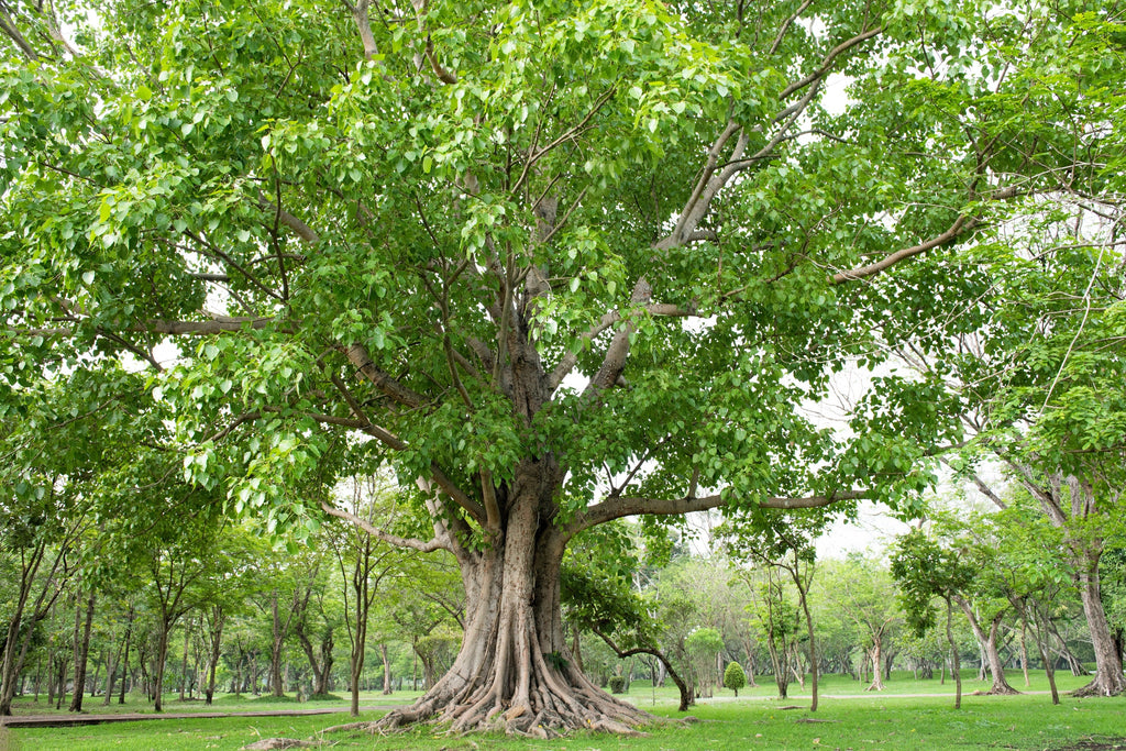 30 FICUS TREE (Bodhi Tree / Sacred Fig / Bo Tree / Pipal) Ficus Religiosa Seeds
