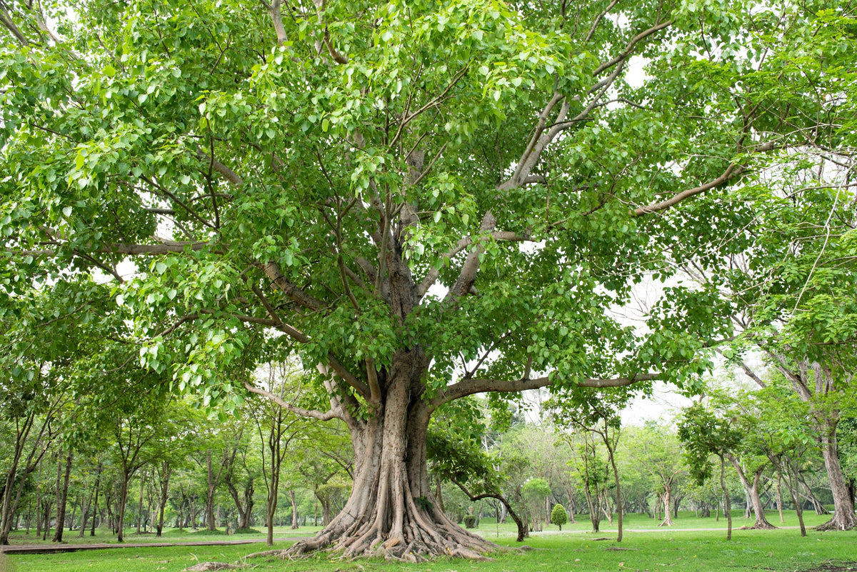 30 FICUS TREE (Bodhi Tree / Sacred Fig / Bo Tree / Pipal) Ficus Religiosa Seeds