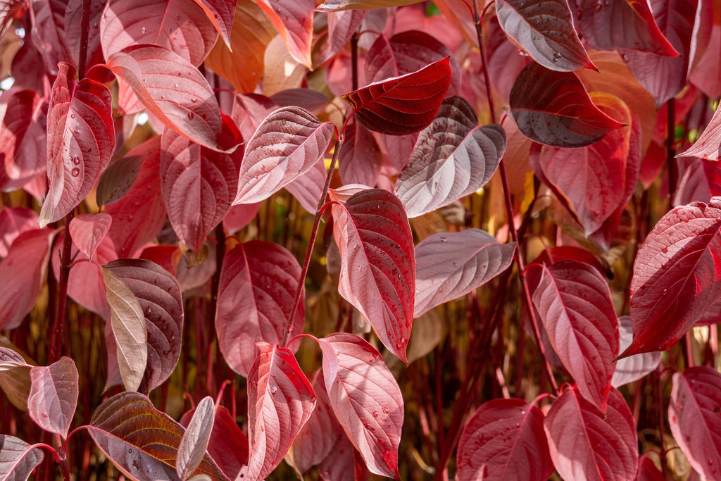 25 FIRE and ICE DOGWOOD Cornus Alba Shrub Tree Variegated Red Bark White Berry & Flower Seeds