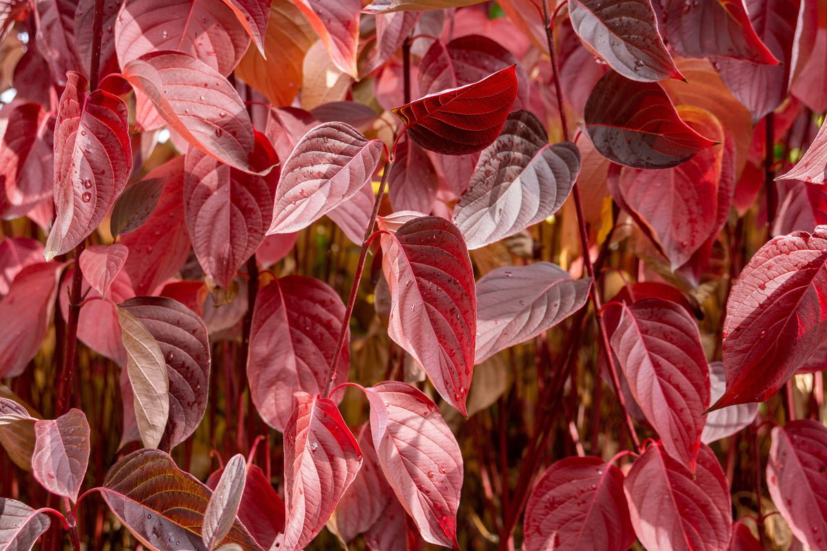 25 FIRE and ICE DOGWOOD Cornus Alba Shrub Tree Variegated Red Bark White Berry & Flower Seeds