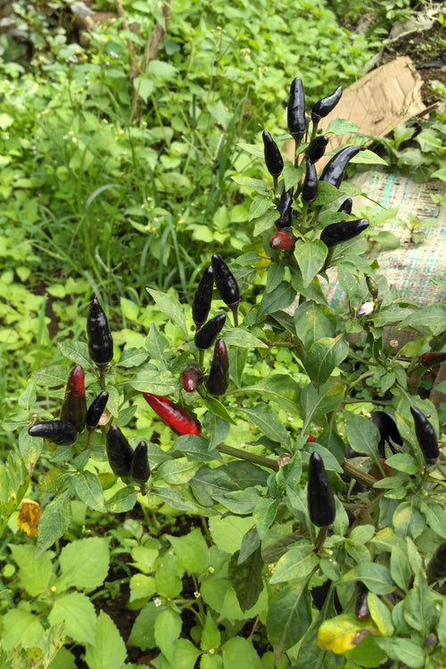 25 BLACK HUNGARIAN PEPPER Capsicum Annuum Mildly Hot Vegetable Seeds
