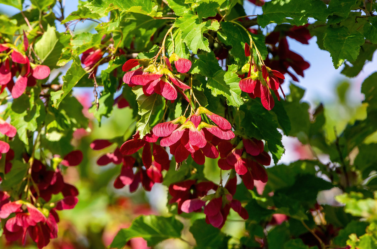 20 Tartarian FLAME MAPLE TREE Red Acer Tartaricum Seeds
