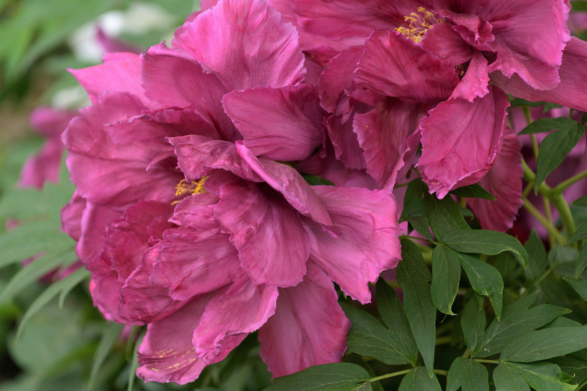 10 TREE PEONY Mountain Paeony Paeonia Suffruticosa Arborea Mixed Colors Red Pink White Purple Yellow Bicolor Flower Shrub Seeds