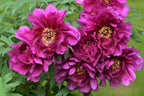 10 TREE PEONY Mountain Paeony Paeonia Suffruticosa Arborea Mixed Colors Red Pink White Purple Yellow Bicolor Flower Shrub Seeds