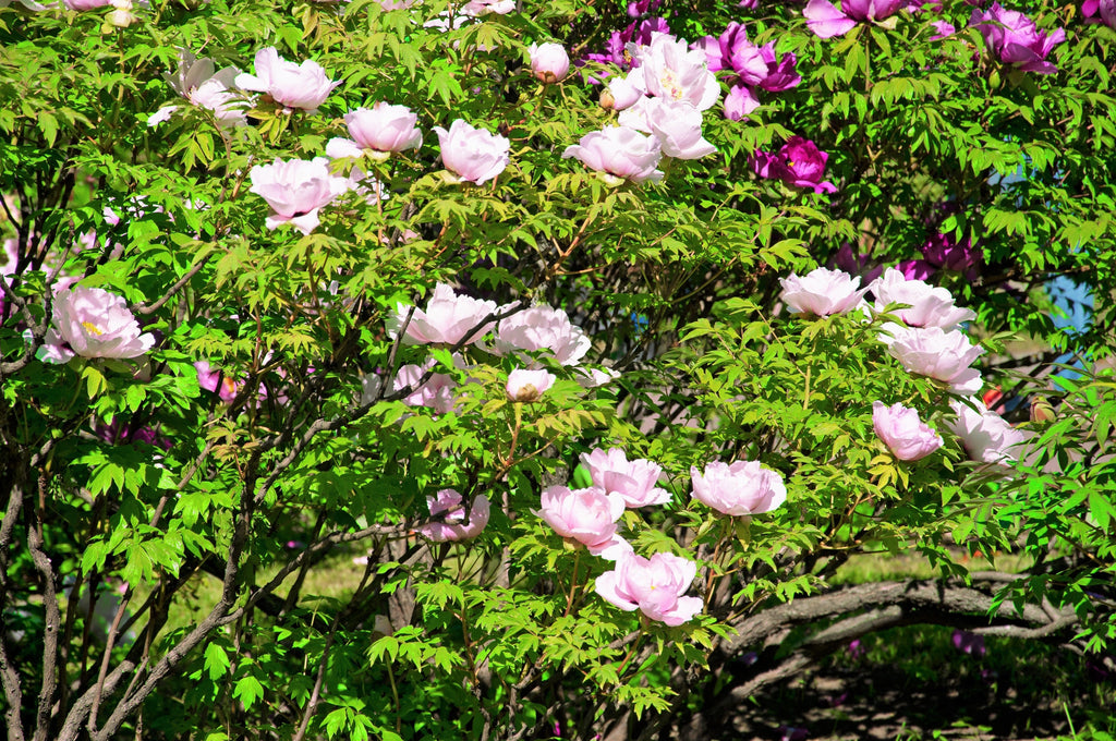 10 TREE PEONY Mountain Paeony Paeonia Suffruticosa Arborea Mixed Colors Red Pink White Purple Yellow Bicolor Flower Shrub Seeds