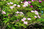 10 TREE PEONY Mountain Paeony Paeonia Suffruticosa Arborea Mixed Colors Red Pink White Purple Yellow Bicolor Flower Shrub Seeds