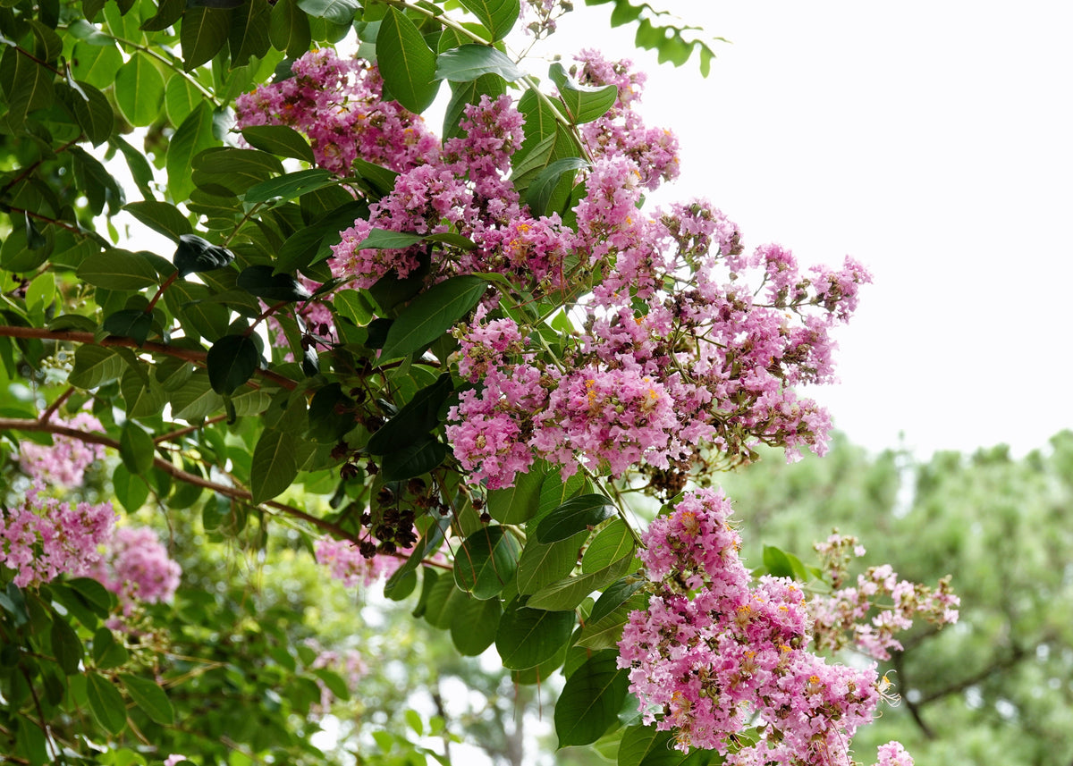35 Light PINK CREPE MYRTLE Crape Tree Shrub Lagerstroemia Indica Flower Seeds