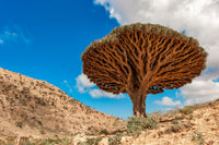 10 DRAGON TREE Dracaena Draco Canary Island Drago Blood Asparagus Yucca Evergreen Succulent Houseplant Orange Berry White Flower Seeds