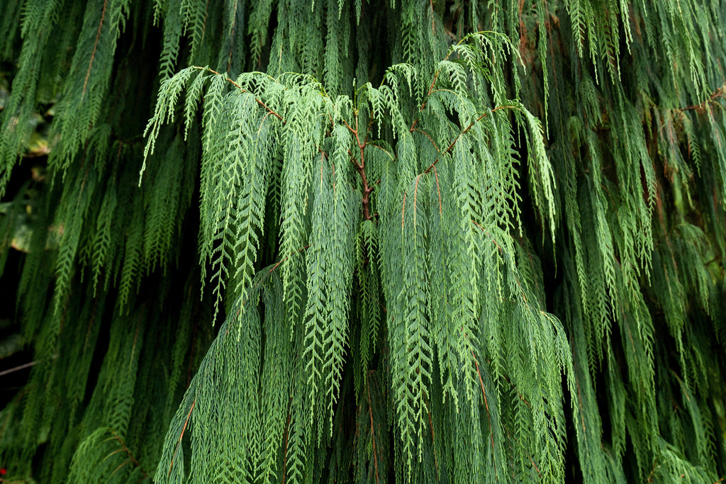 30 Kashmir WEEPING CYPRESS TREE Cupressus Cashmeriana Blue Evergreen Seeds