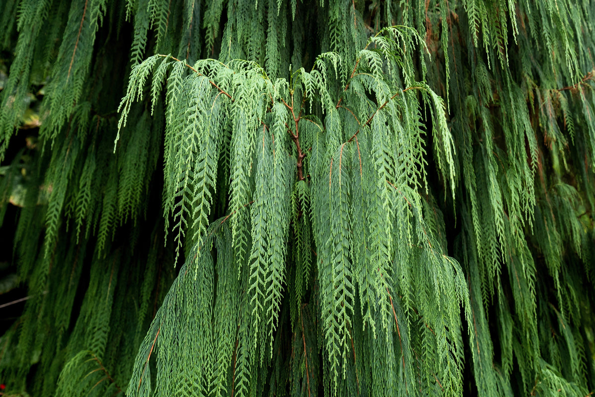 30 Kashmir WEEPING CYPRESS TREE Cupressus Cashmeriana Blue Evergreen Seeds