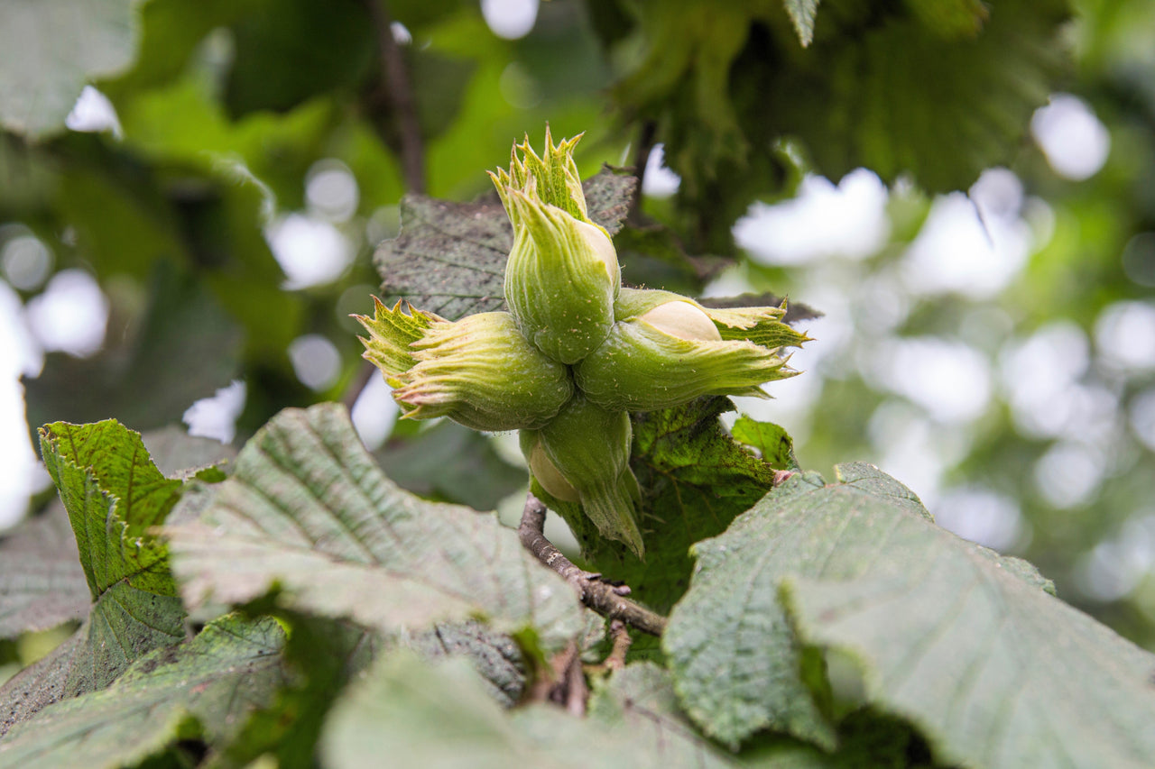 5 AMERICAN HAZELNUT TREE aka Filbert Corylus Americana Fruit Nut Seeds