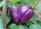 100 LILAC BELL PEPPER Capsicum Annuum Sweet Mild Purple Vegetable Seeds
