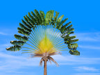10 TRAVELLER'S PALM TREE Ravenala Madagascariensis Flower Houseplant Seeds