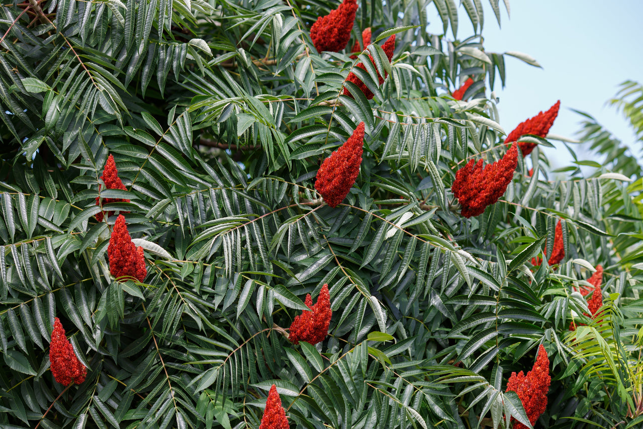 50 STAGHORN SUMAC TREE Rhus Typhina Yellow Flowers Red Berries Seeds