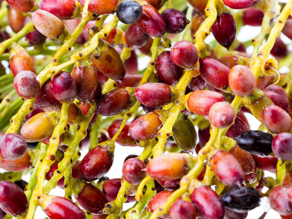 10 PYGMY DATE PALM Phoenix Roebelenii Dwarf Miniature Ornamental Fruit Tree Houseplant Seeds
