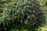 50 STAGHORN SUMAC TREE Rhus Typhina Yellow Flowers Red Berries Seeds