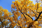 10 GINKGO BILOBA Maidenhair Tree Yellow Fall Orange "Fruit" Herb Seeds