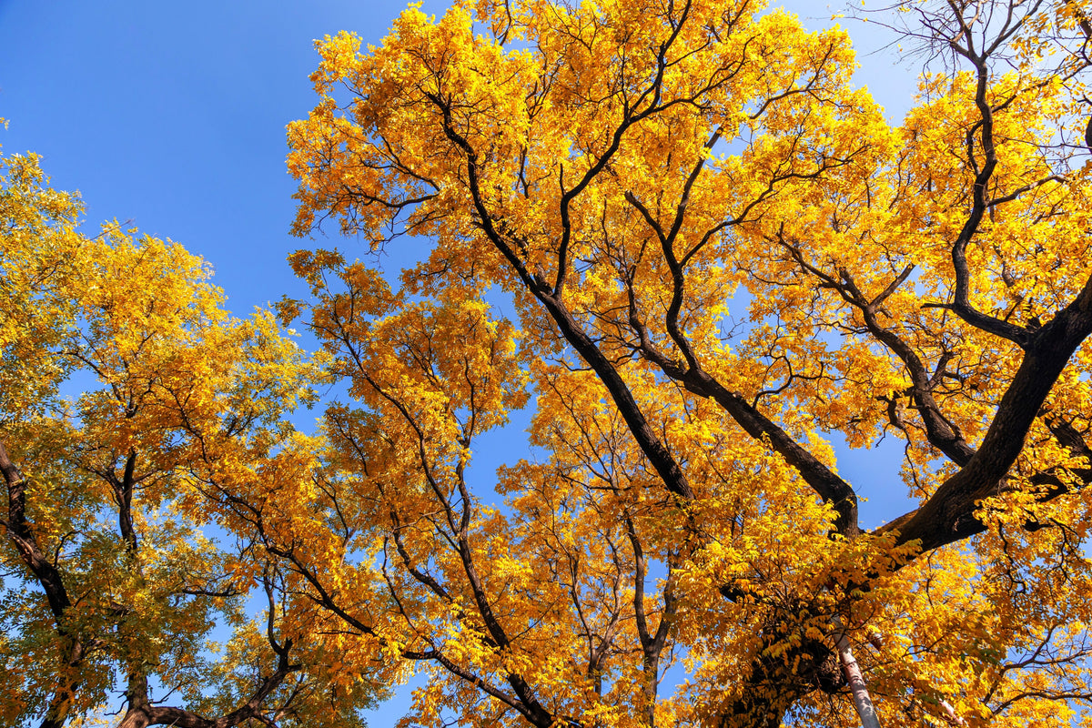 10 GINKGO BILOBA Maidenhair Tree Yellow Fall Orange "Fruit" Herb Seeds