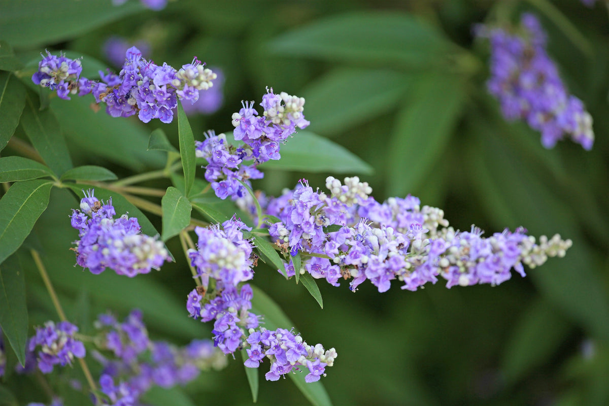 25 CHASTE BERRY TREE Vitex Agnus Castus Monk's Pepper Purple Fragrant Flower Seeds