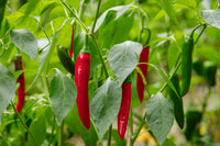 25 Organic KOREAN Dark GREEN PEPPER Lady Han Hot Chili Long Red Capsicum Annuum Seeds