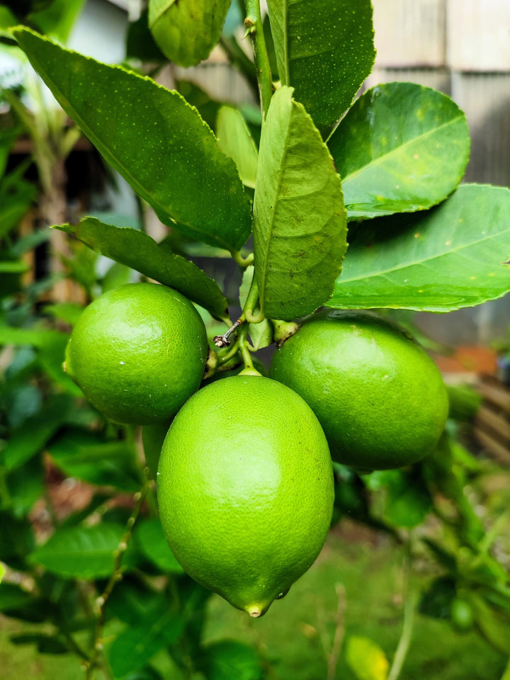 lime seeds for planting 15 KEY LIME Citrus Aurantifolia Fruit Tree Shrub Seeds – The Pepper Pantry