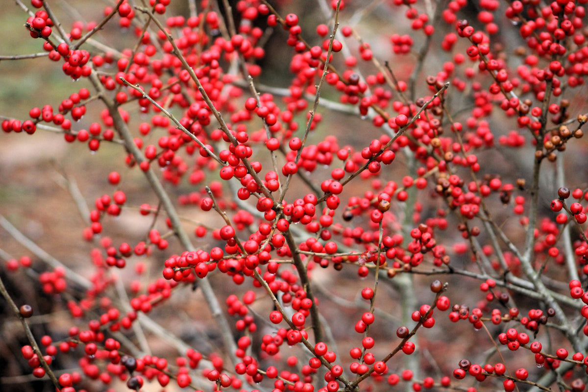 50 WINTERBERRY Holly Ilex Verticillata - Candian Holly  / Fever Bush / Black Alder Tree Shrub Red Berry White Flower Seeds