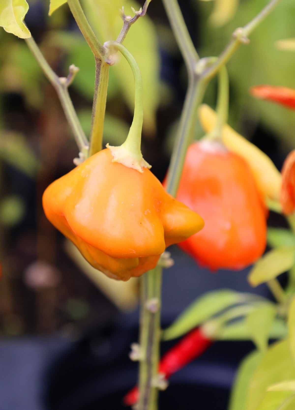40 Orange SCOTCH BONNET PEPPER very hot Jamaican Capsicum Annuum Vegetable Seeds