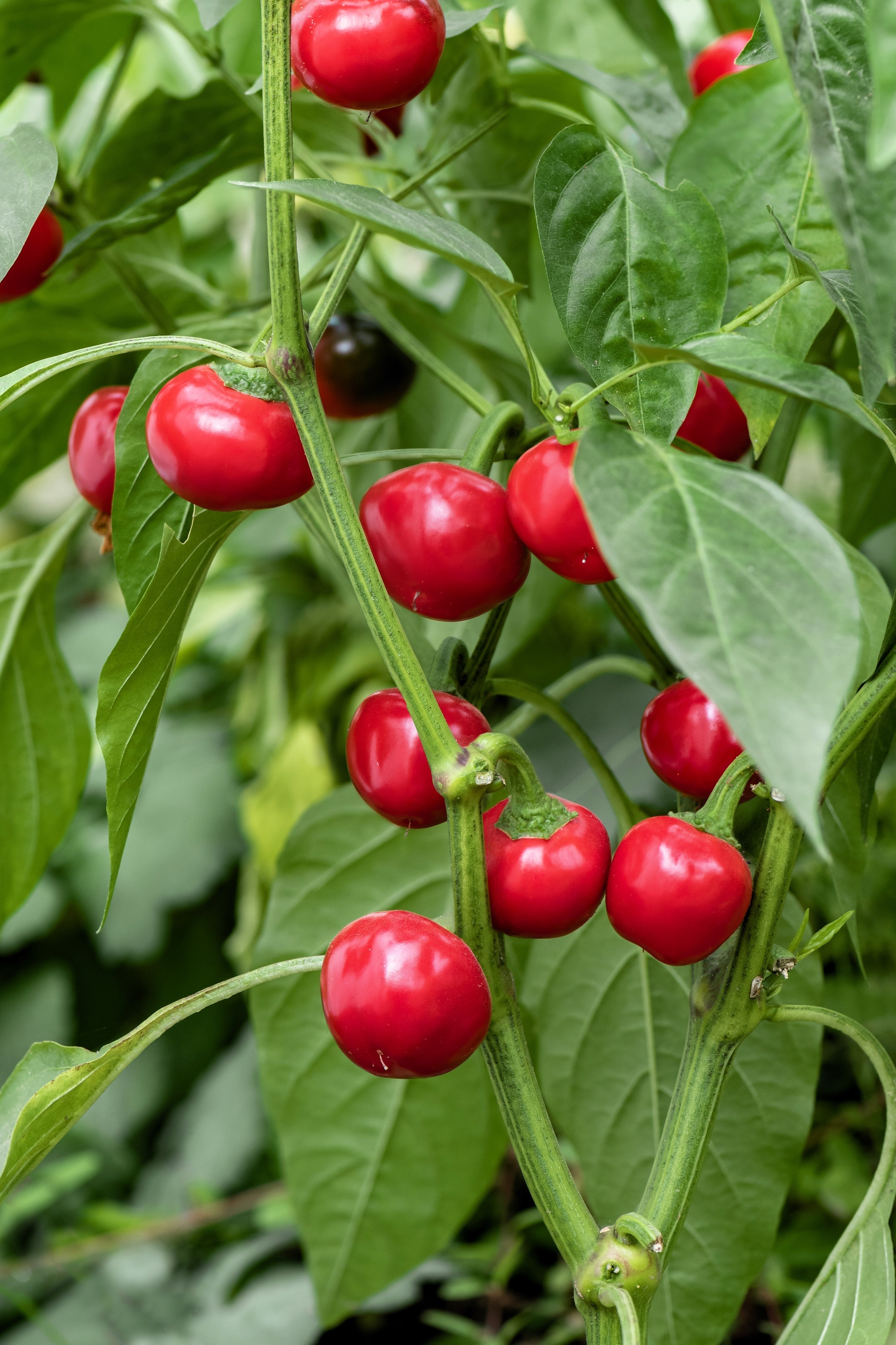 100 Red CHERRY HOTS Pepper (Finger Hots, Hot Cherry Pepper, Hot