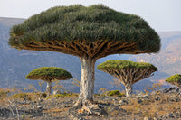 10 DRAGON TREE Dracaena Draco Canary Island Drago Blood Asparagus Yucca Evergreen Succulent Houseplant Orange Berry White Flower Seeds