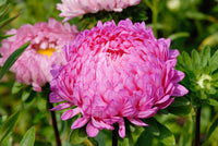 30 MIXED PAEONY ASTER Callistephus Peony Red Pink White Blue Purple Yellow Coral Apricot French Flower Seeds