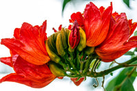 15 Red AFRICAN TULIP TREE (Fire Tree / Flame of the Forest / Fountain Tree) Spathodea Campanulata Seeds
