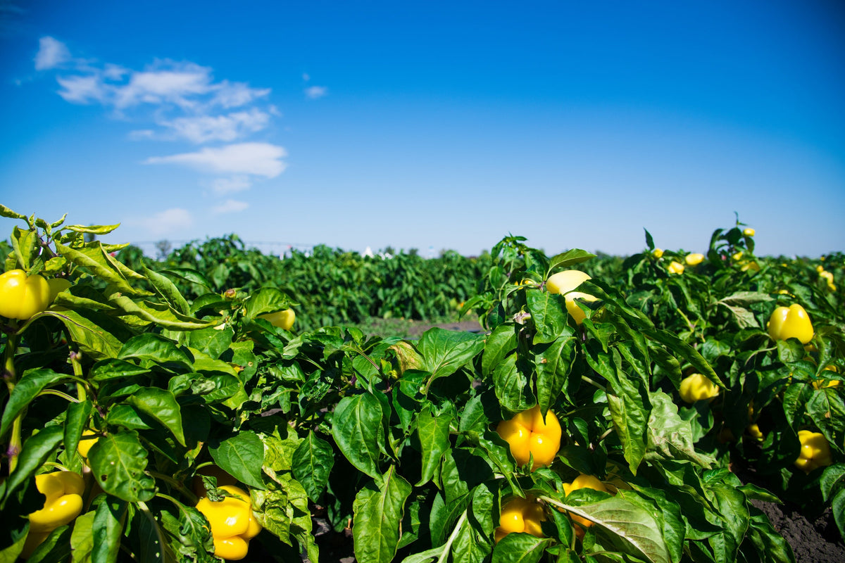 100 CANARY BELL PEPPER Sweet Yellow Capsicum Annuum Vegetable Seeds