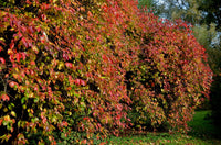 20 NANNYBERRY SWEET VIBURNUM Lentago Shrub Tree Blue Black Berry Fruit White Flower Seeds