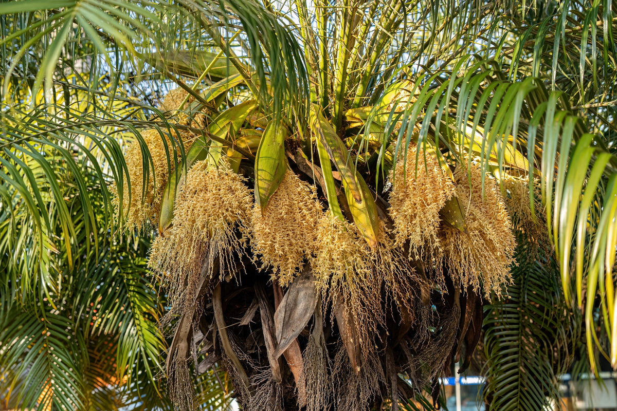 10 PYGMY DATE PALM Phoenix Roebelenii Dwarf Miniature Ornamental Fruit Tree Houseplant Seeds