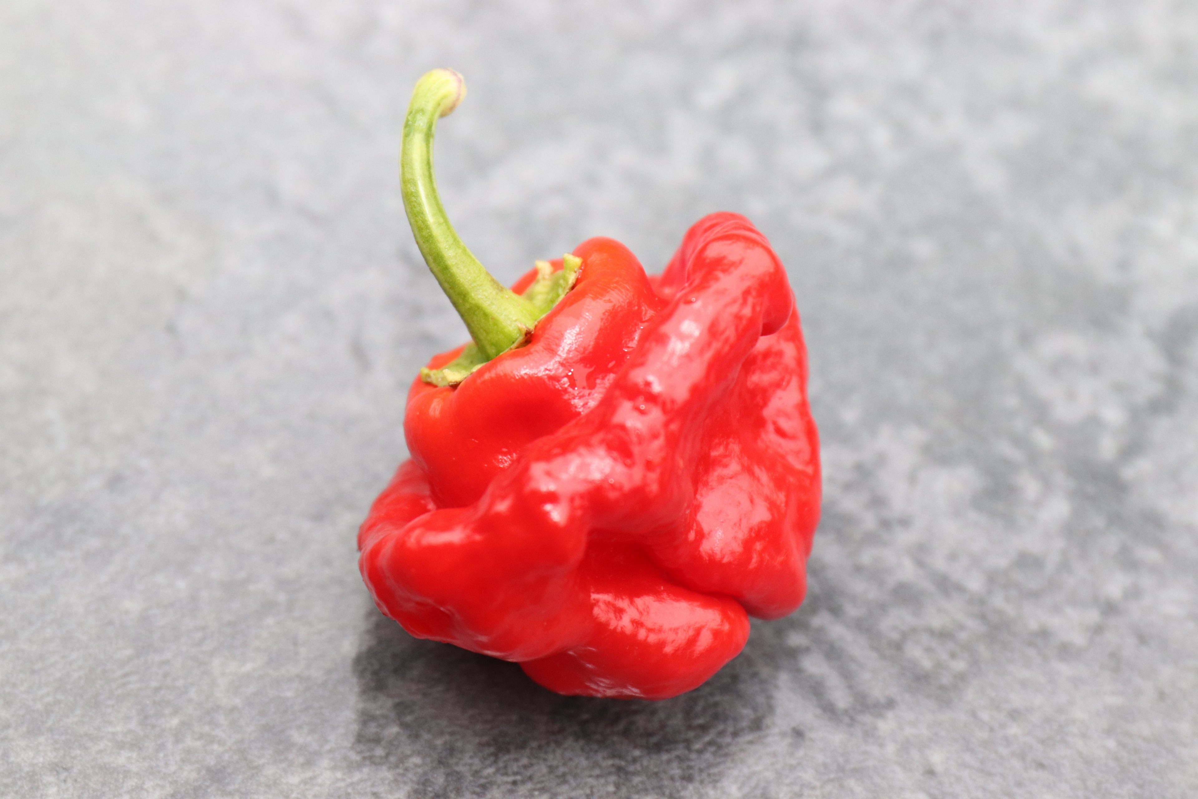 40 Red JAMAICAN HOT PEPPER Capsicum Annuum Scotch Bonnet Vegetable Seeds
