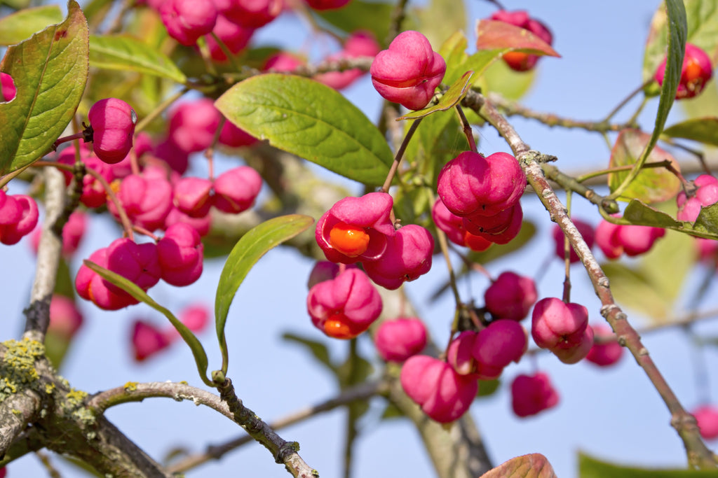 25 EUROPEAN SPINDLE TREE Euonymus Europaeus Spindletree Pink & Orange Flower Shrub Seeds