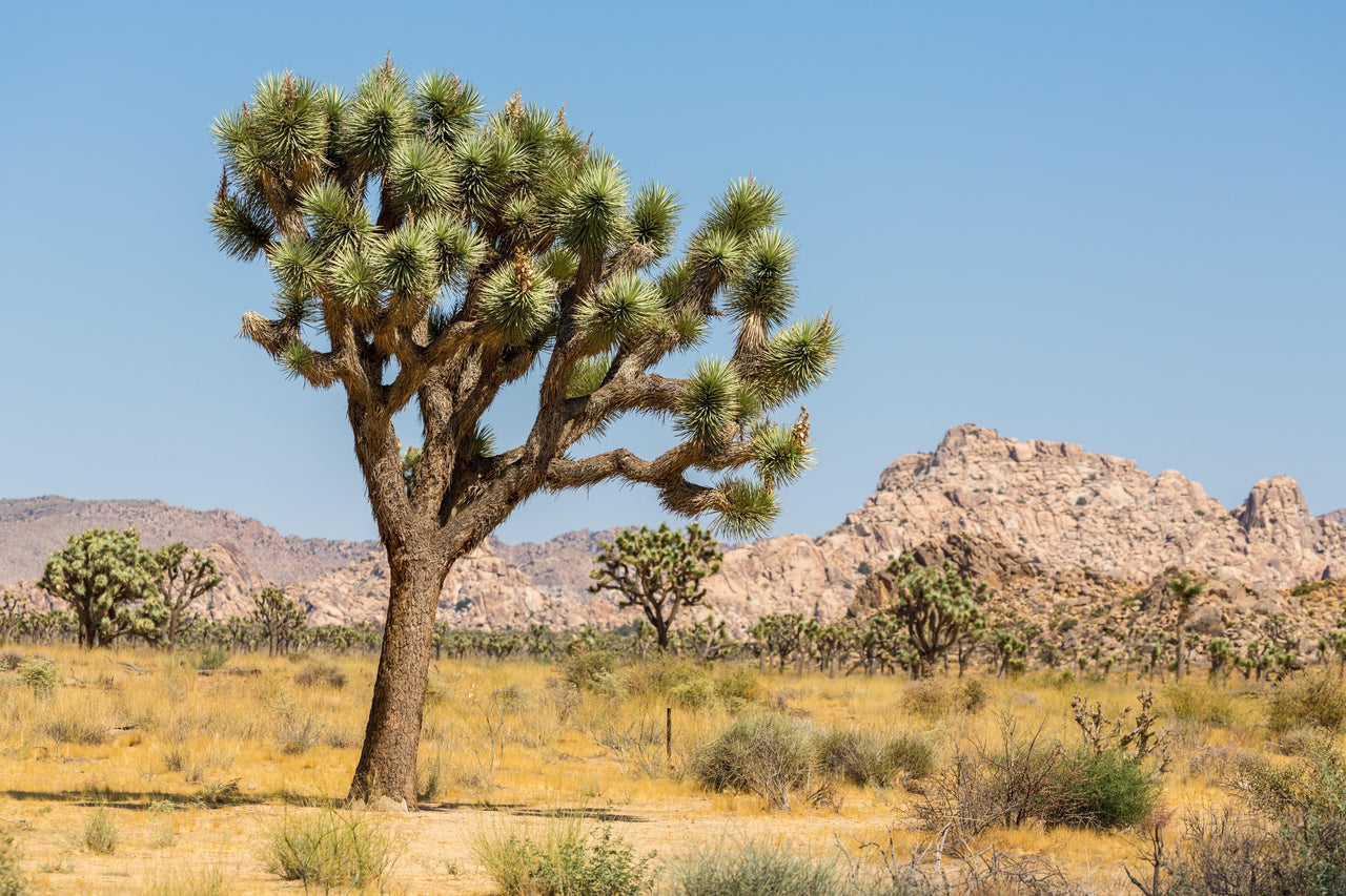 5 JOSHUA TREE Palm Tree Yucca Brevifolia White Flowers Cactus Succulent Seeds