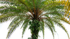 10 PYGMY DATE PALM Phoenix Roebelenii Dwarf Miniature Ornamental Fruit Tree Houseplant Seeds