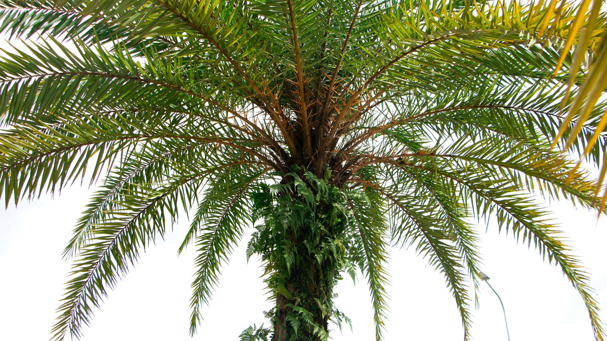 10 PYGMY DATE PALM Phoenix Roebelenii Dwarf Miniature Ornamental Fruit Tree Houseplant Seeds