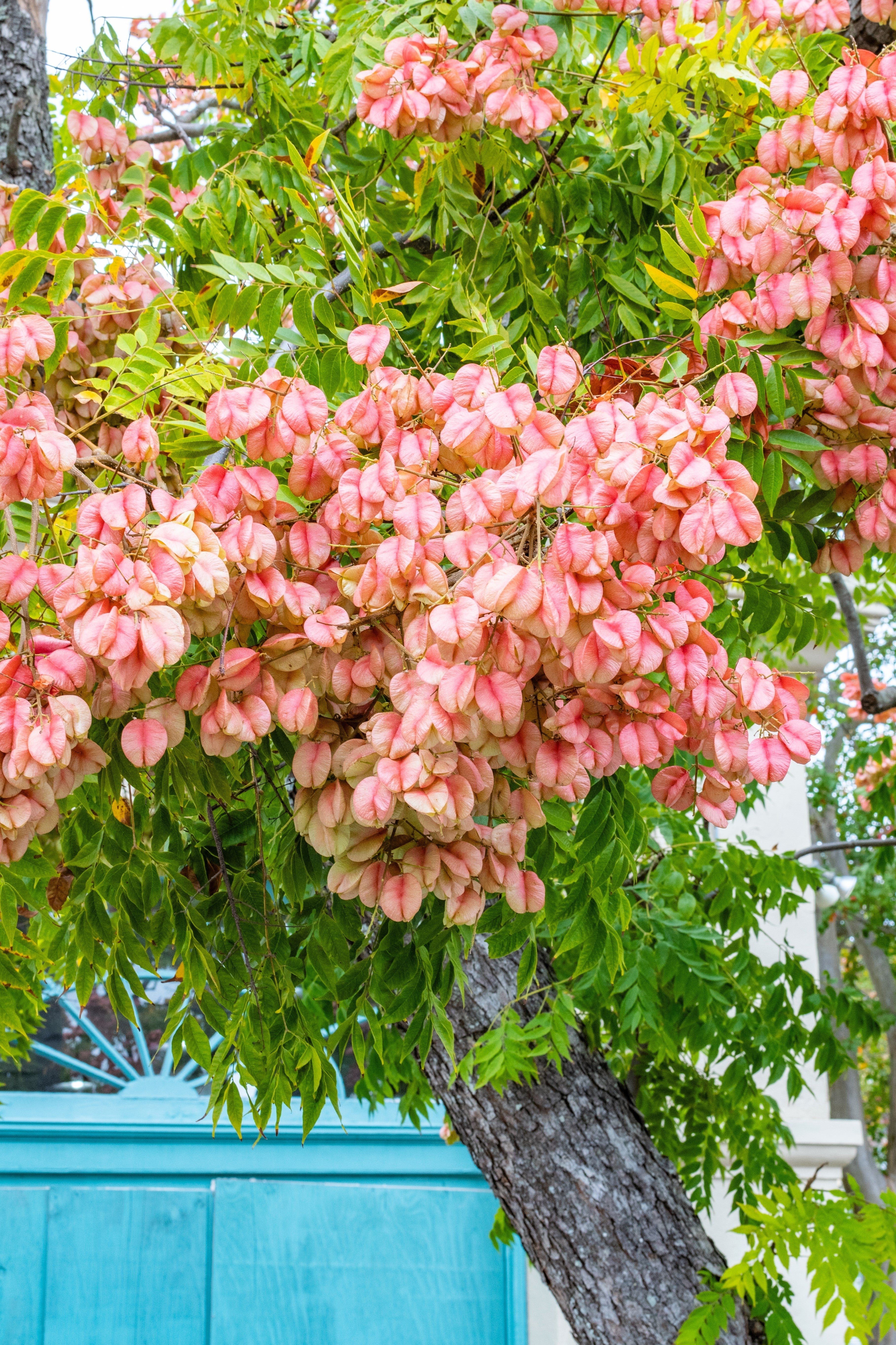 10 CHINESE FLAME TREE Koelreuteria Bipinnata Lantern Rain Yellow Pink Flower Seeds