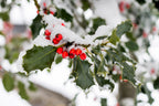 40 ENGLISH HOLLY Ilex Aquifolium aka European Common or Christmas Holly Evergreen Tree Shrub Berry Seeds