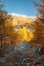 25 EUROPEAN LARCH TREE Pine Pinetree Evergreen Larix Decidua Seeds