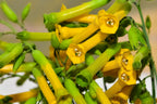 250 TREE TOBACCO Nicotiana Glauca Yellow Trumpet Flower Herb Shrub Seeds
