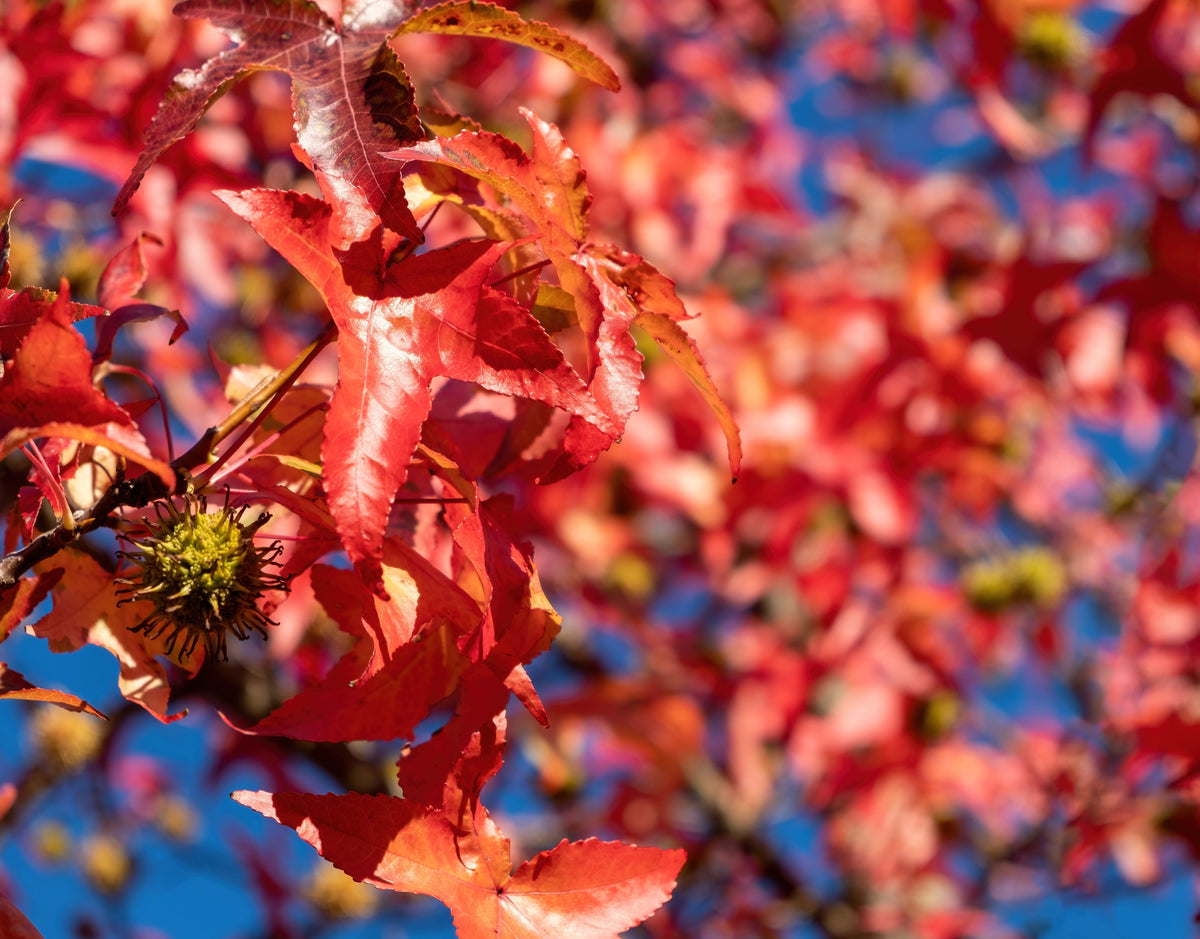 25 SIBERIAN MAPLE TREE Acer Ginnala Seeds - Red Fall Foliage