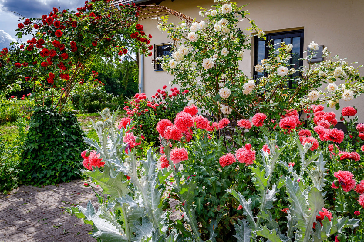 100 Giant Double RED PEONY POPPY Papaver Peoniflorum Flower Seeds