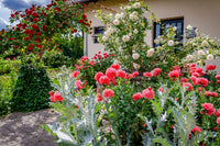 100 Giant Double RED PEONY POPPY Papaver Peoniflorum Flower Seeds