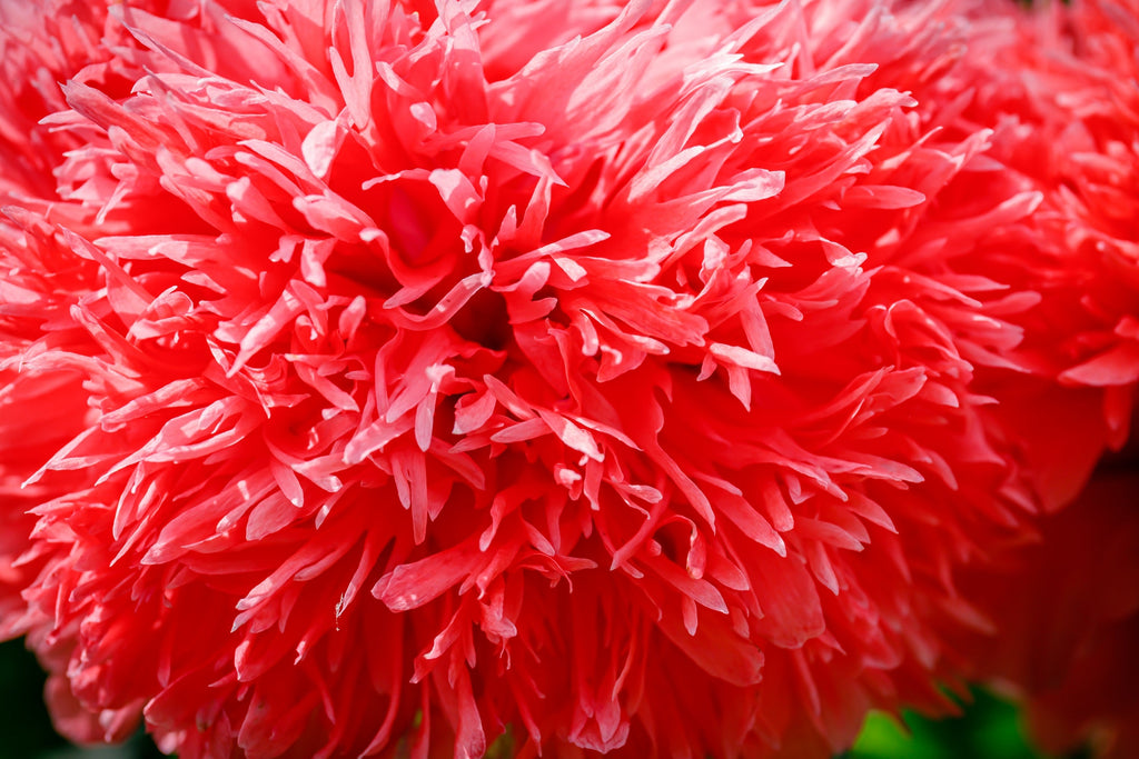 100 Red OASE PEONY POPPY Papaver Peoniflorum Double Flower Seeds