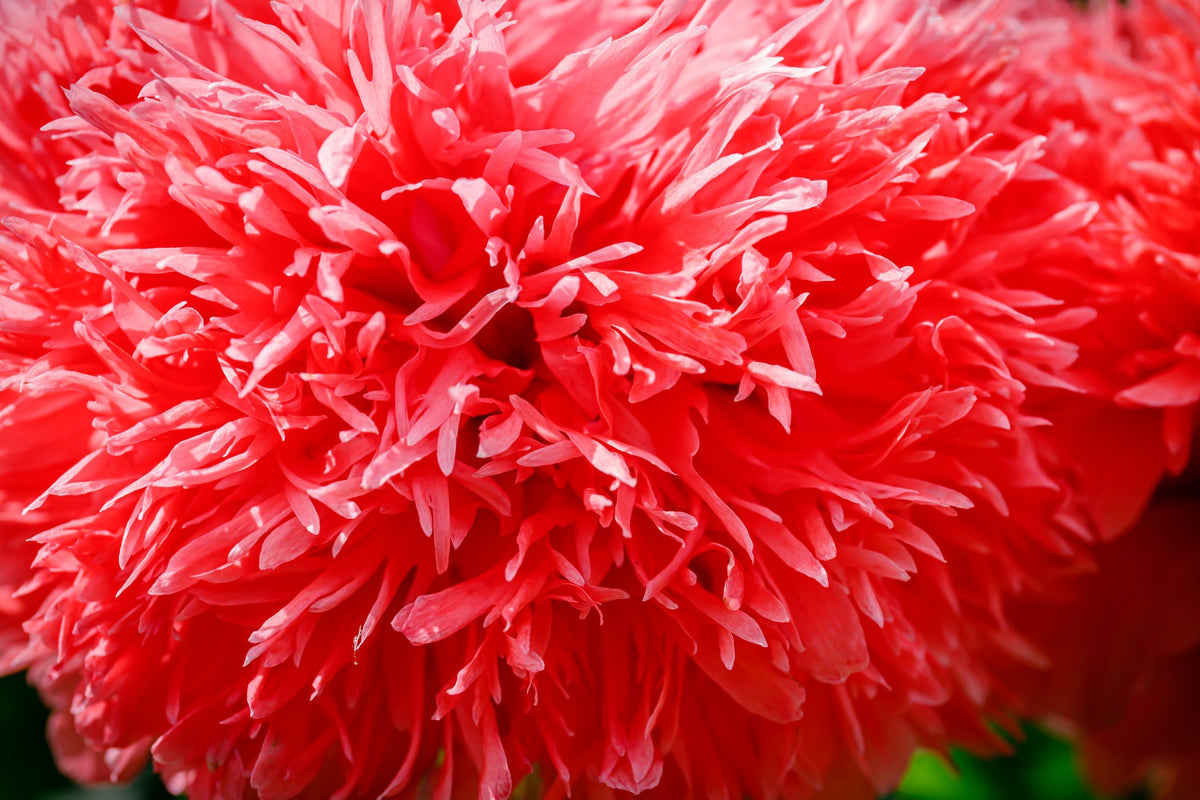100 Red OASE PEONY POPPY Papaver Peoniflorum Double Flower Seeds